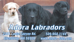 Adora Labradors Business Card